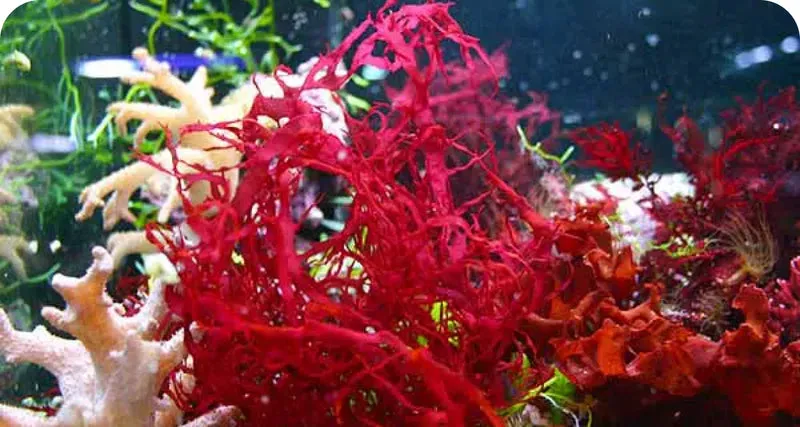 VISIVRA™ Astaxanthin antioxidant eye support ingredient