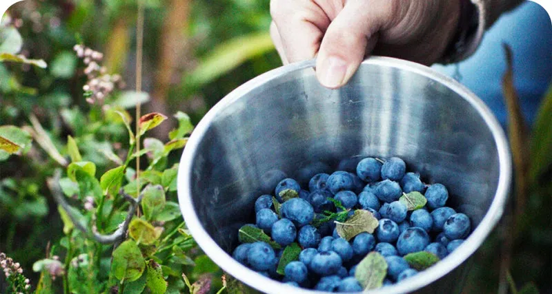 VISIVRA™ Bilberry Extract antioxidant support